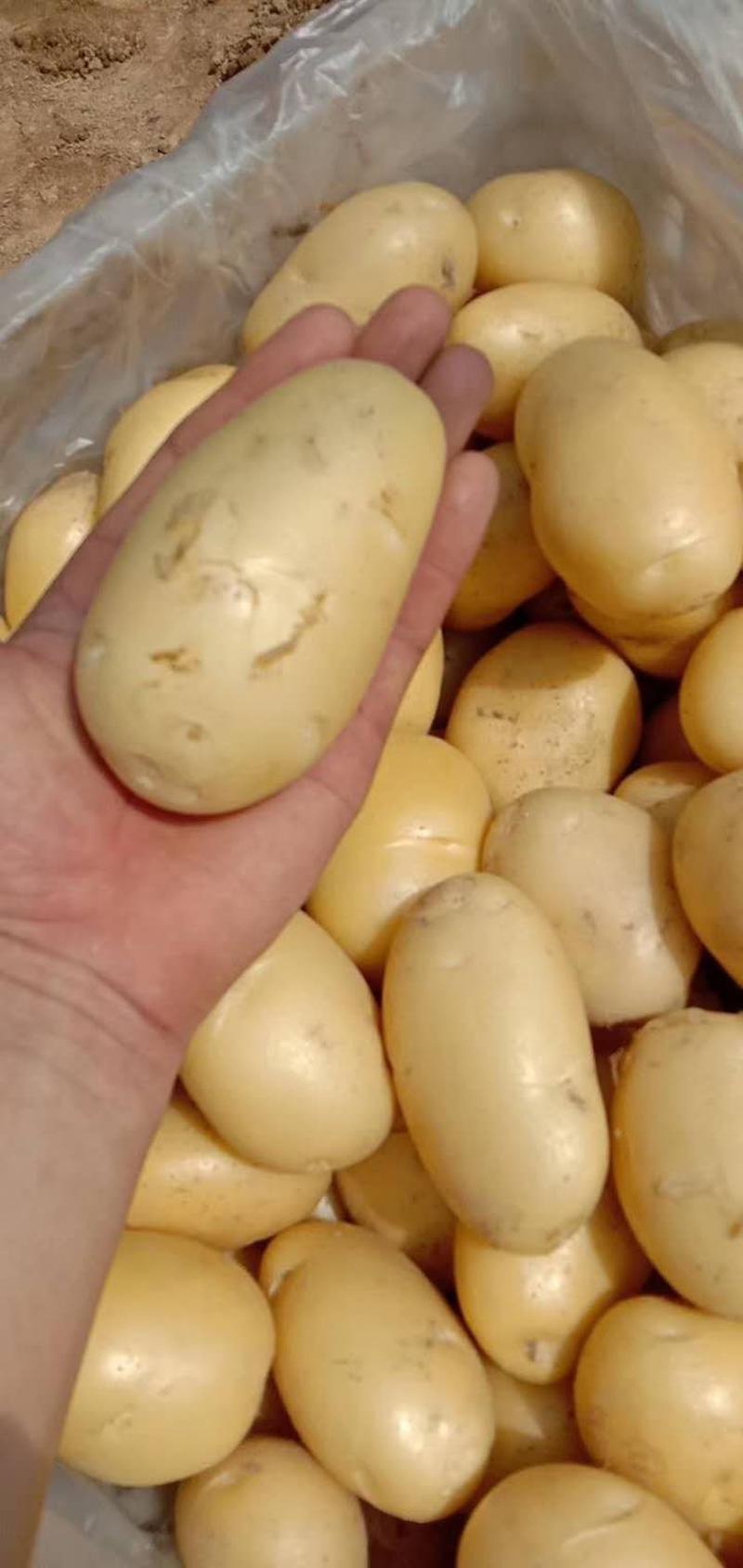 荷兰十五土豆大棚新土豆产地直销批发新鲜现货一手货源