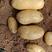 荷兰十五土豆大棚新土豆产地直销批发新鲜现货一手货源