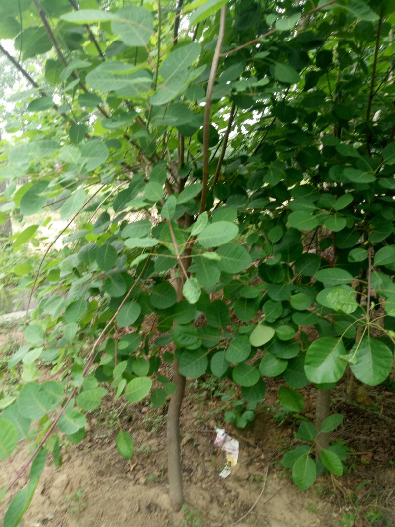黄栌，黄枦树，精品黄枦树批发价格，青藤农业批发黄枦树