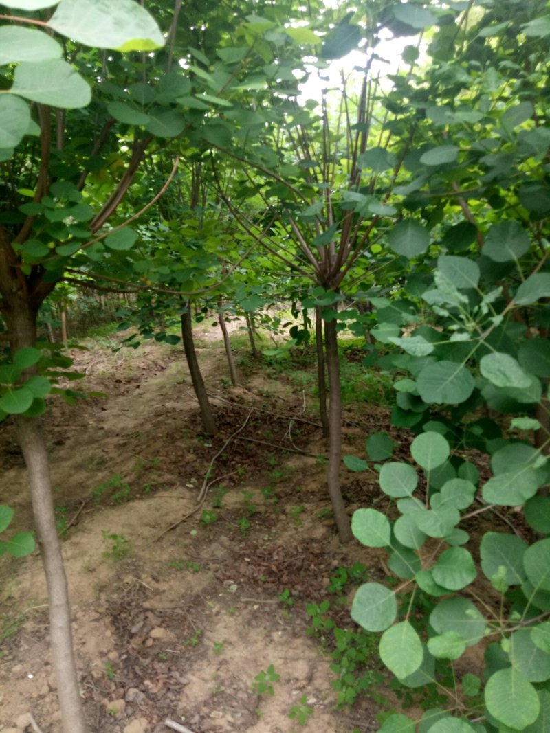 黄栌，黄枦树，精品黄枦树批发价格，青藤农业批发黄枦树