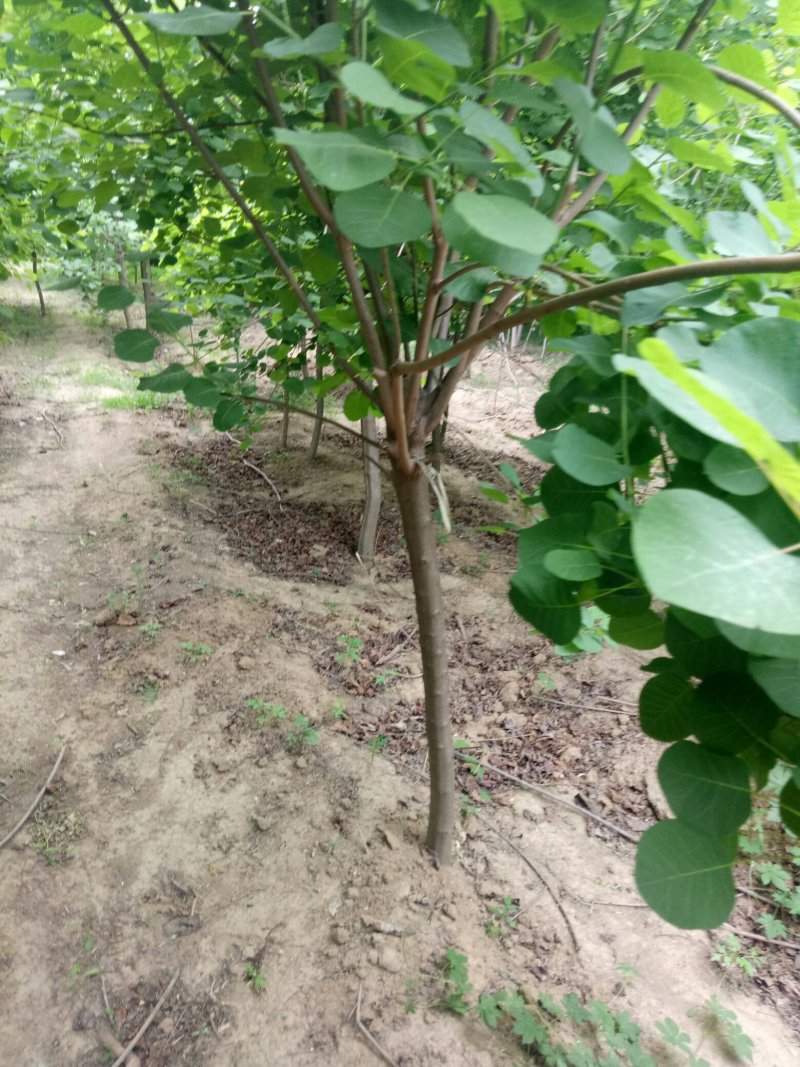 黄栌，黄枦树，精品黄枦树批发价格，青藤农业批发黄枦树