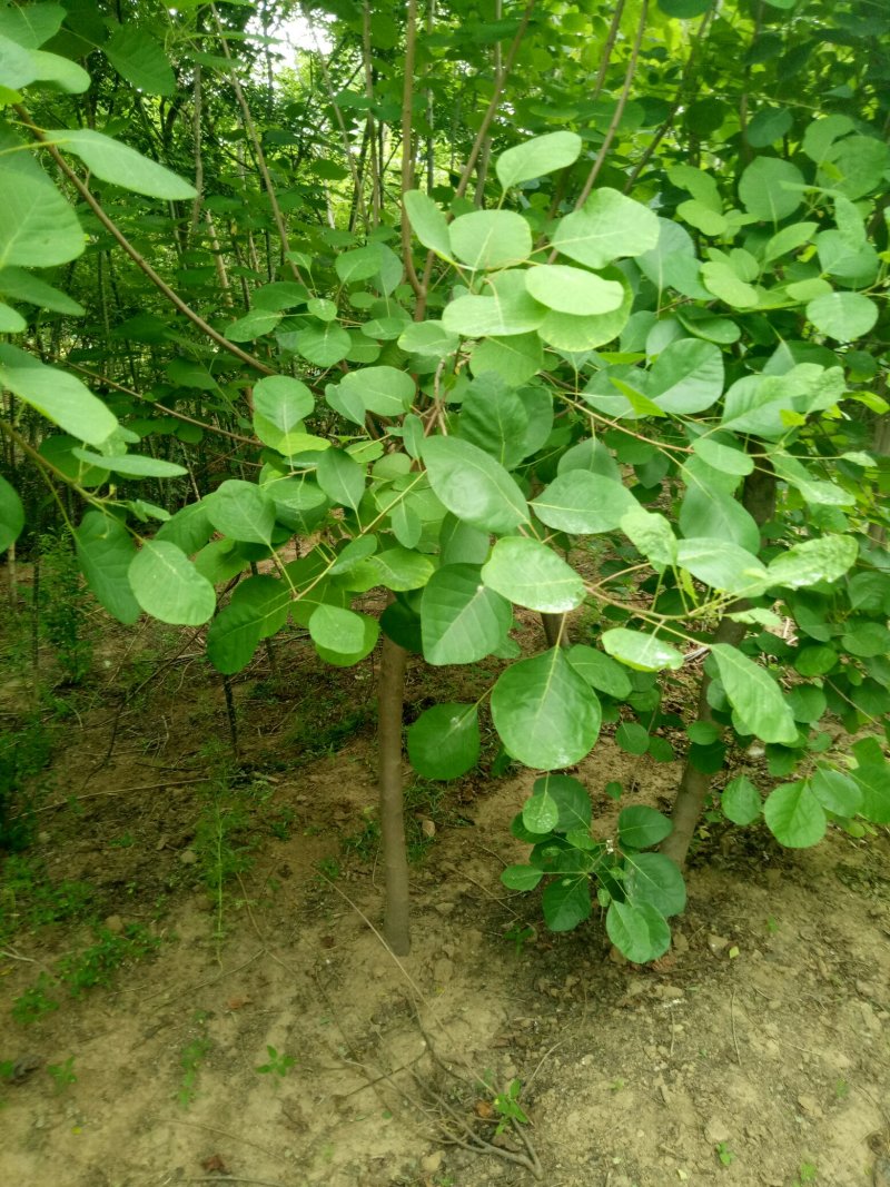 黄栌，黄枦树，精品黄枦树批发价格，青藤农业批发黄枦树