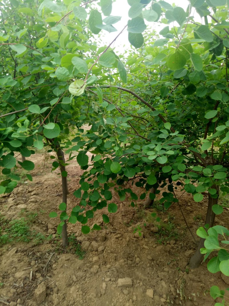 黄栌，黄枦树，精品黄枦树批发价格，青藤农业批发黄枦树