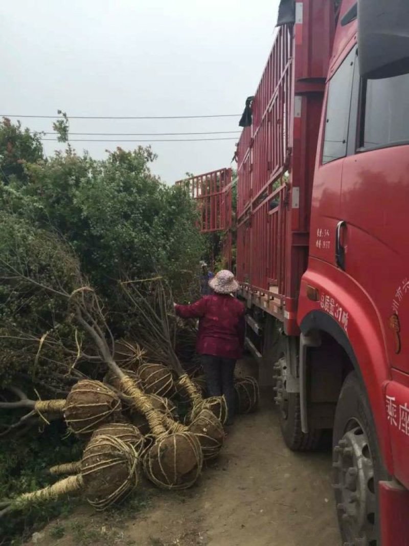 沭阳大型鸡爪槭种植基地大量销售中，具体多少钱一颗，请来电