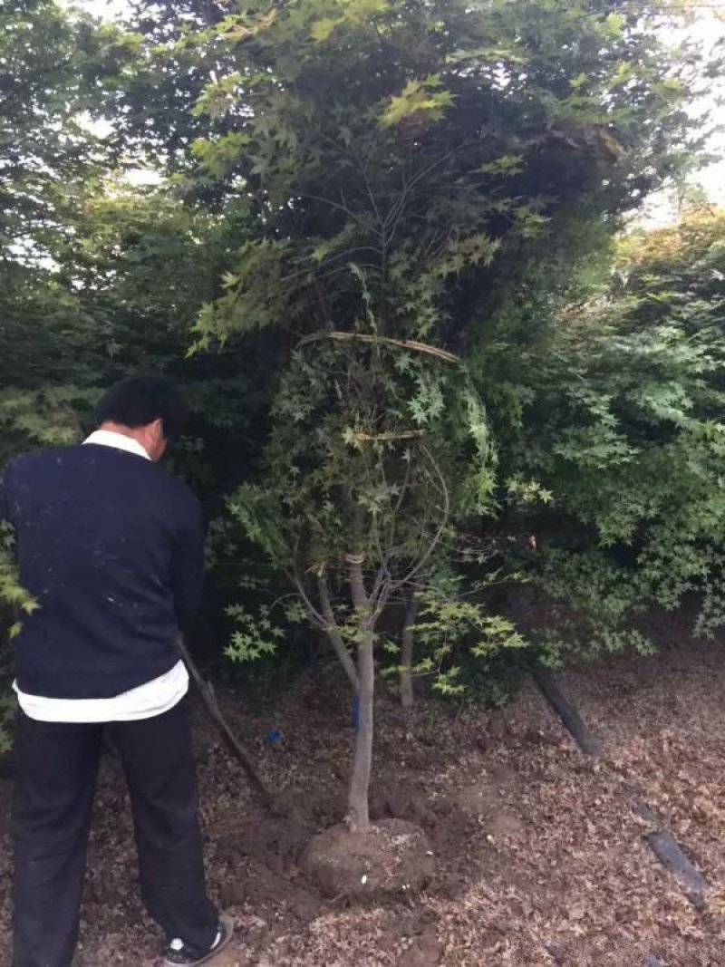 沭阳大型鸡爪槭种植基地大量销售中，具体多少钱一颗，请来电