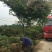 沭阳大型鸡爪槭种植基地大量销售中，具体多少钱一颗，请来电