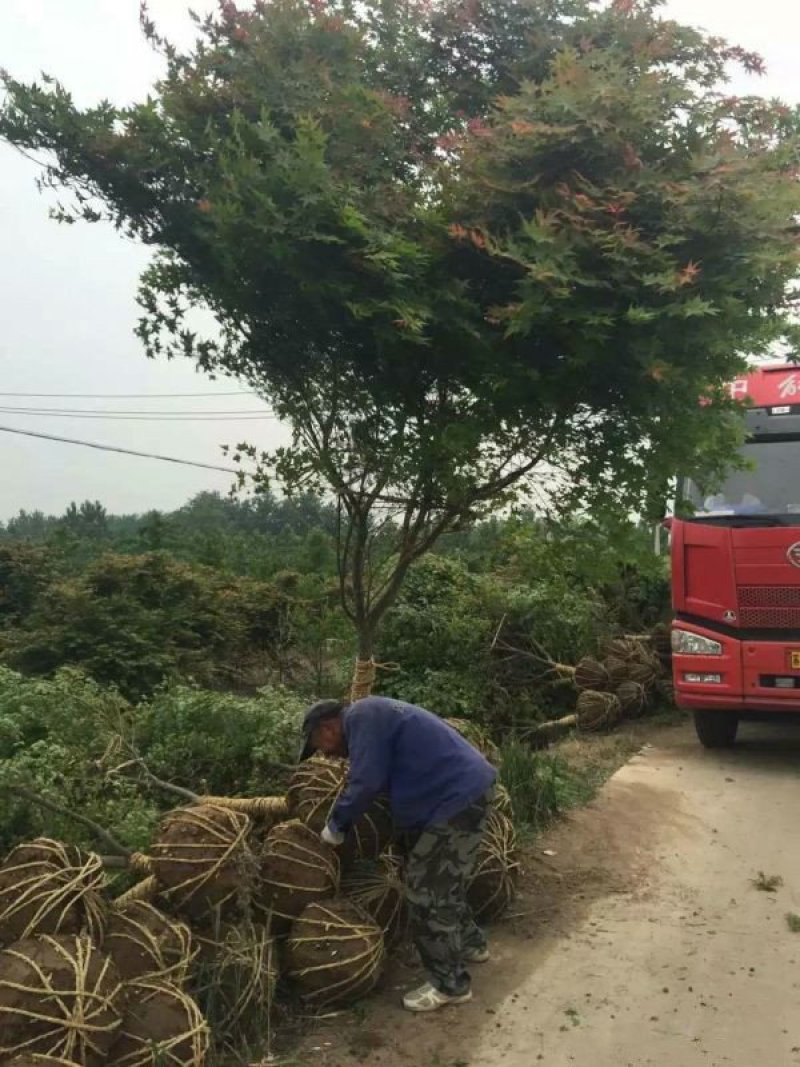沭阳大型鸡爪槭种植基地大量销售中，具体多少钱一颗，请来电