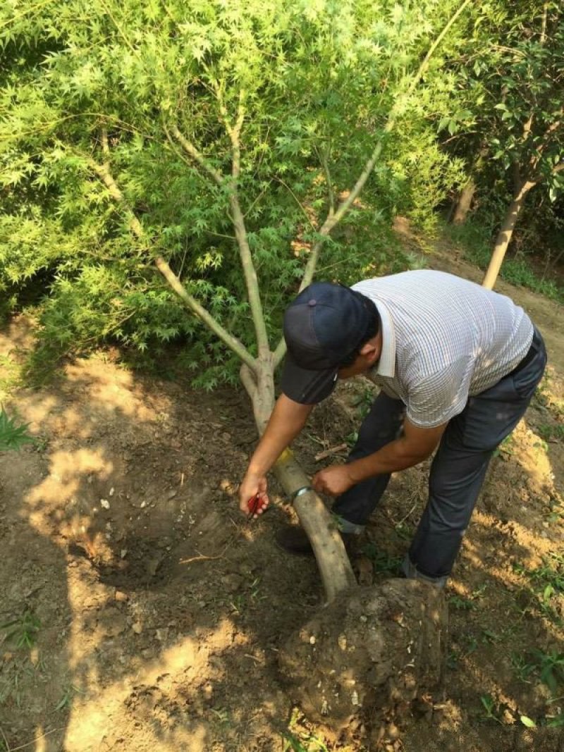 沭阳大型鸡爪槭种植基地大量销售中，具体多少钱一颗，请来电