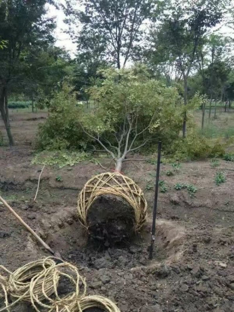 沭阳大型鸡爪槭种植基地大量销售中，具体多少钱一颗，请来电