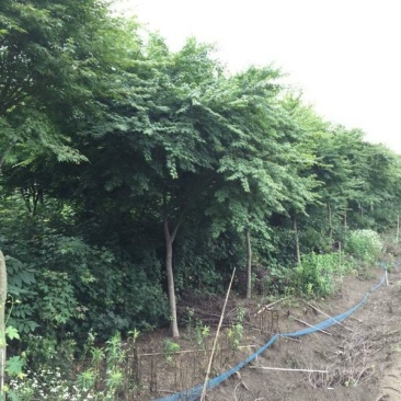 沭阳大型鸡爪槭种植基地大量销售中，具体多少钱一颗，请来电