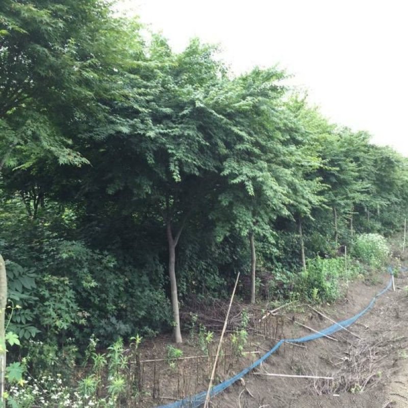 沭阳大型鸡爪槭种植基地大量销售中，具体多少钱一颗，请来电