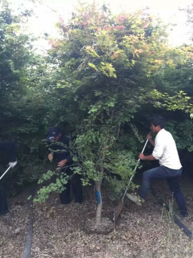 沭阳大型鸡爪槭种植基地大量销售中，具体多少钱一颗，请来电