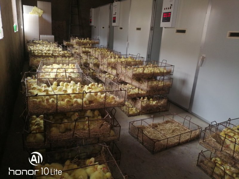 （成活率高）大品种鹅苗大三花优质鹅苗孵化场供货一手货源