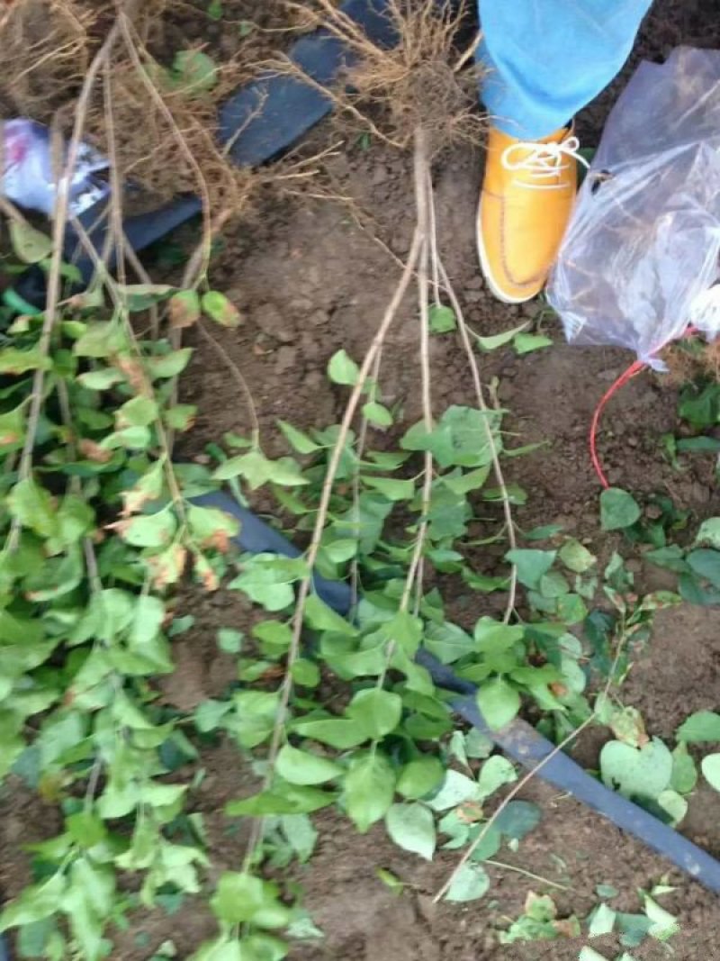 常年批发供应丁香花价格优惠，沭阳大型丁香花种植基地大量销