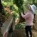 常年批发供应丁香花价格优惠，沭阳大型丁香花种植基地大量销