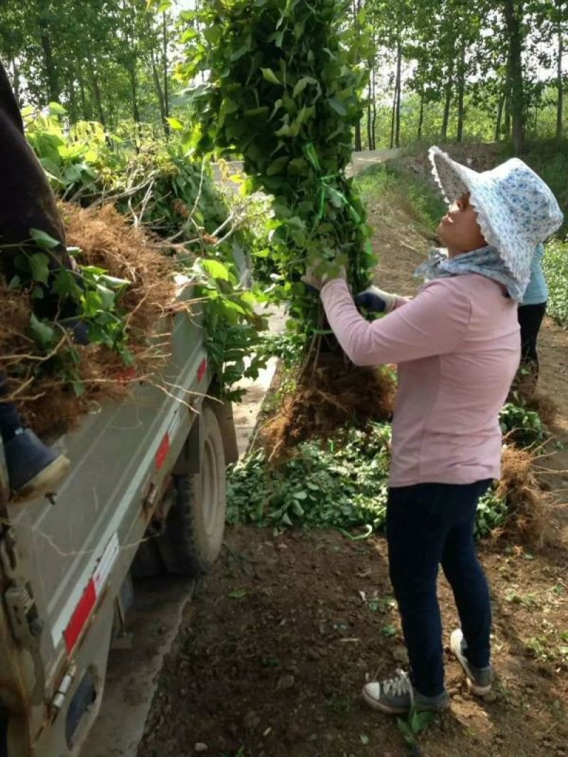 常年批发供应丁香花价格优惠，沭阳大型丁香花种植基地大量销