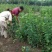 常年批发供应丁香花价格优惠，沭阳大型丁香花种植基地大量销