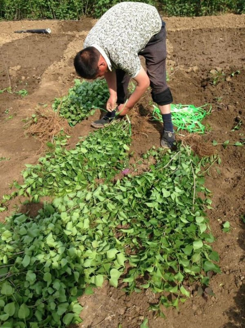 常年批发供应丁香花价格优惠，沭阳大型丁香花种植基地大量销