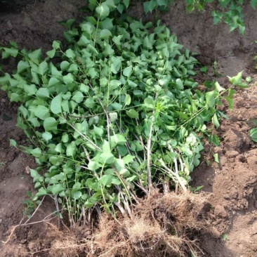常年批发供应丁香花价格优惠，沭阳大型丁香花种植基地大量销
