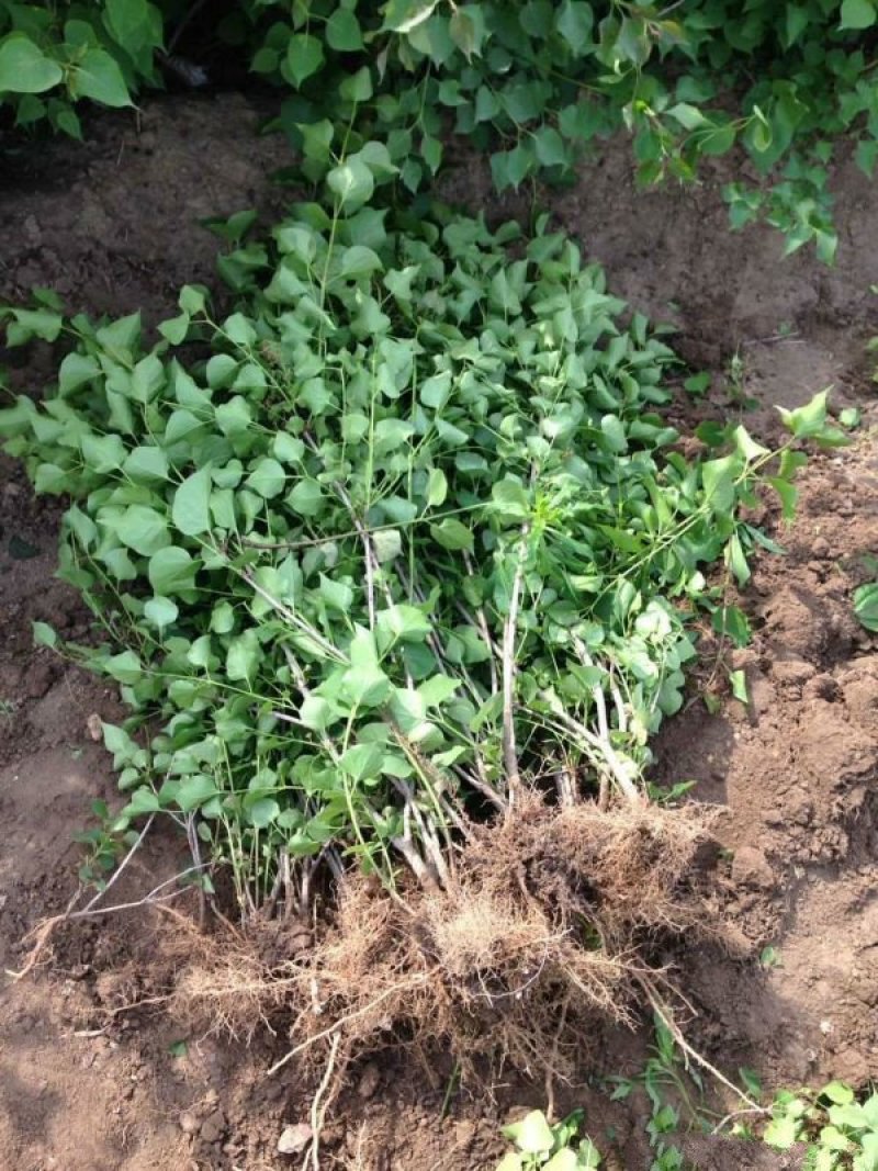 常年批发供应丁香花价格优惠，沭阳大型丁香花种植基地大量销