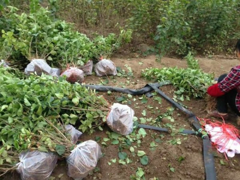 常年批发供应丁香花价格优惠，沭阳大型丁香花种植基地大量销