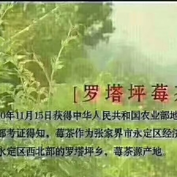 藤茶