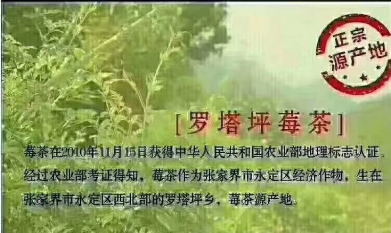 藤茶