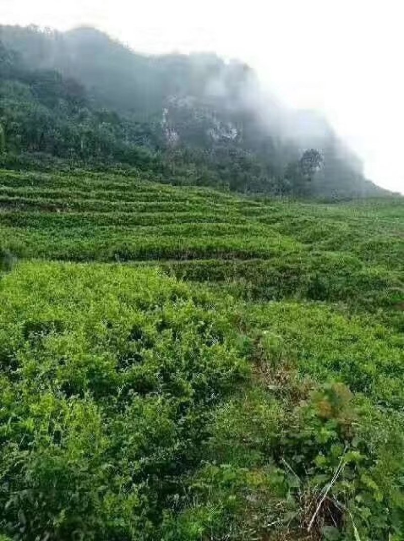 藤茶