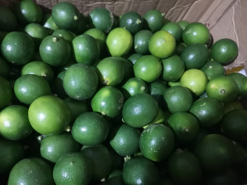 优质小青柠