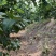 优质小青柠