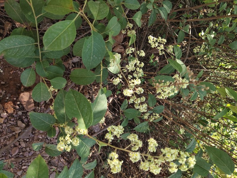 大量野生雷公藤出售欢迎来电咨询