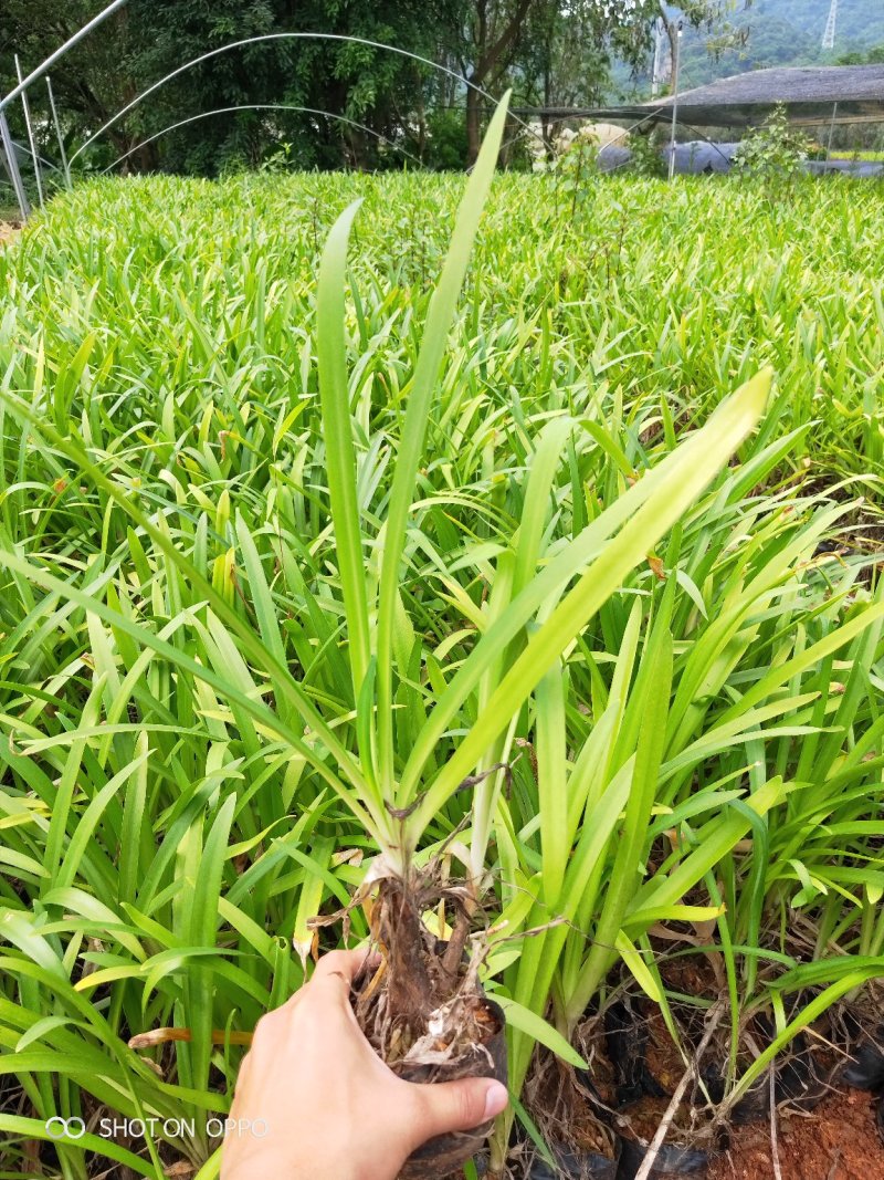 百子莲高20到40福建漳州苗木地被小苗基地