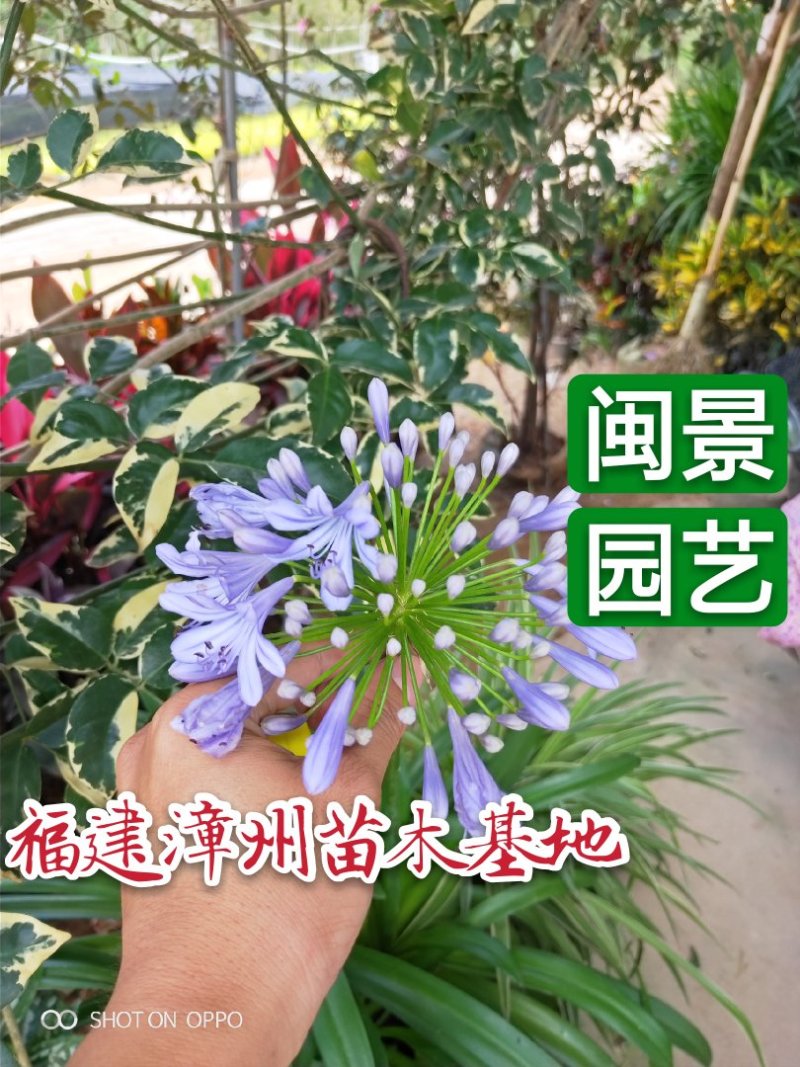 百子莲高20到40福建漳州苗木地被小苗基地