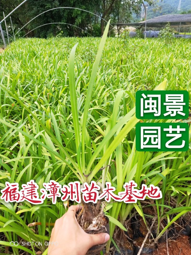 百子莲高20到40福建漳州苗木地被小苗基地