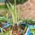 百子莲高20到40福建漳州苗木地被小苗基地