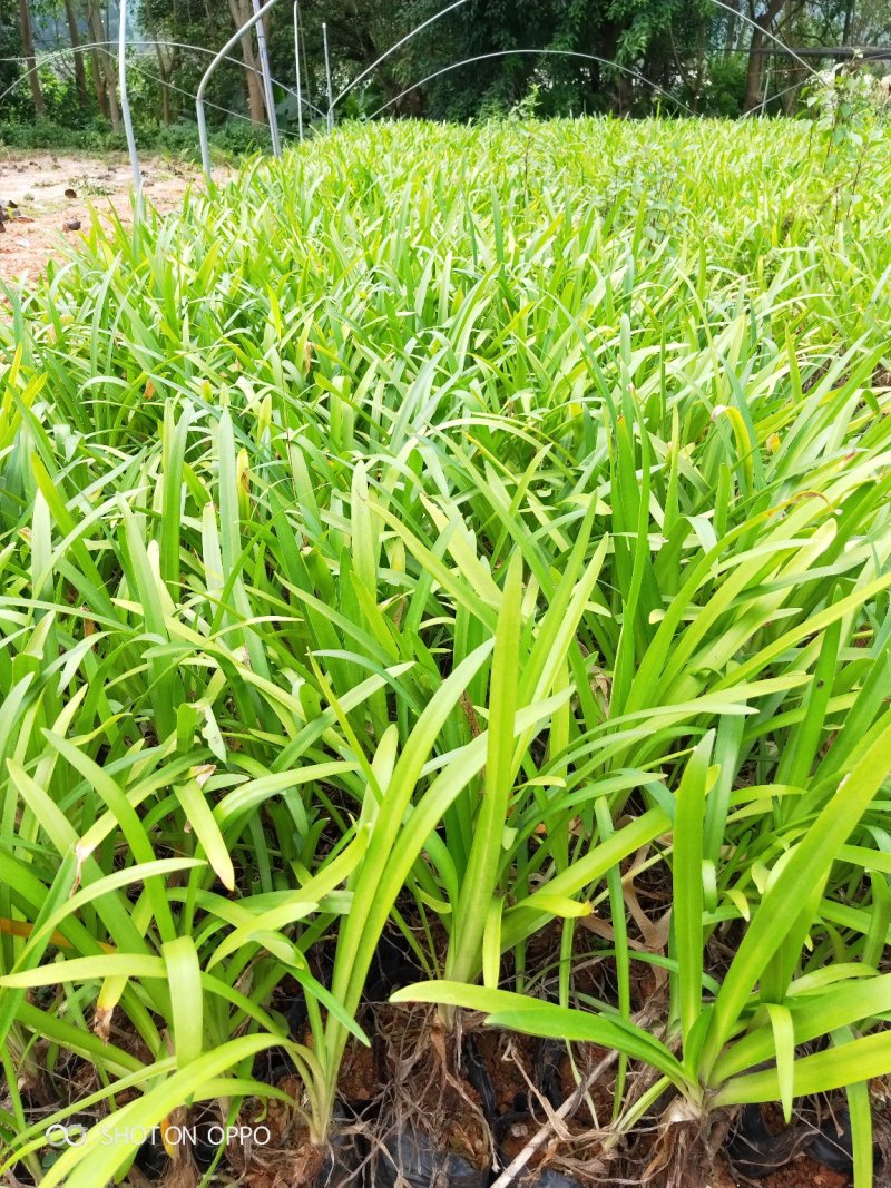 百子莲高20到40福建漳州苗木地被小苗基地