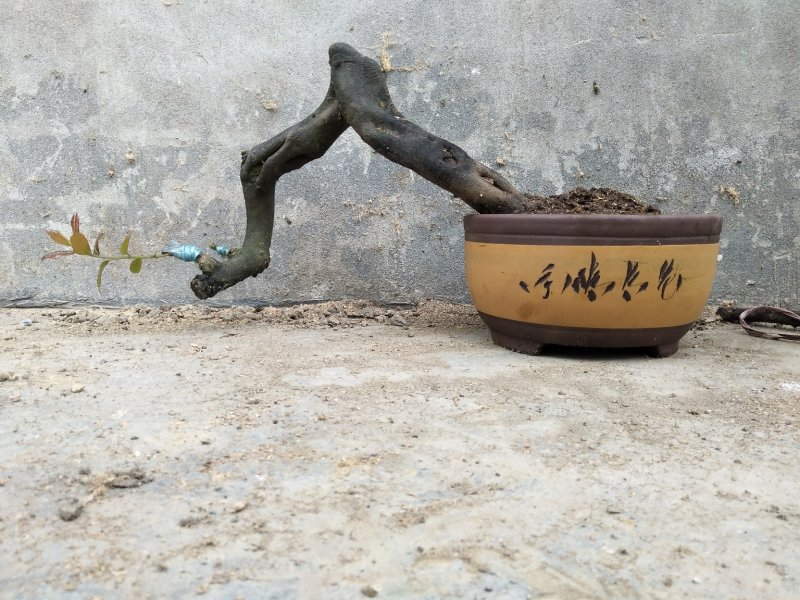 金弹子