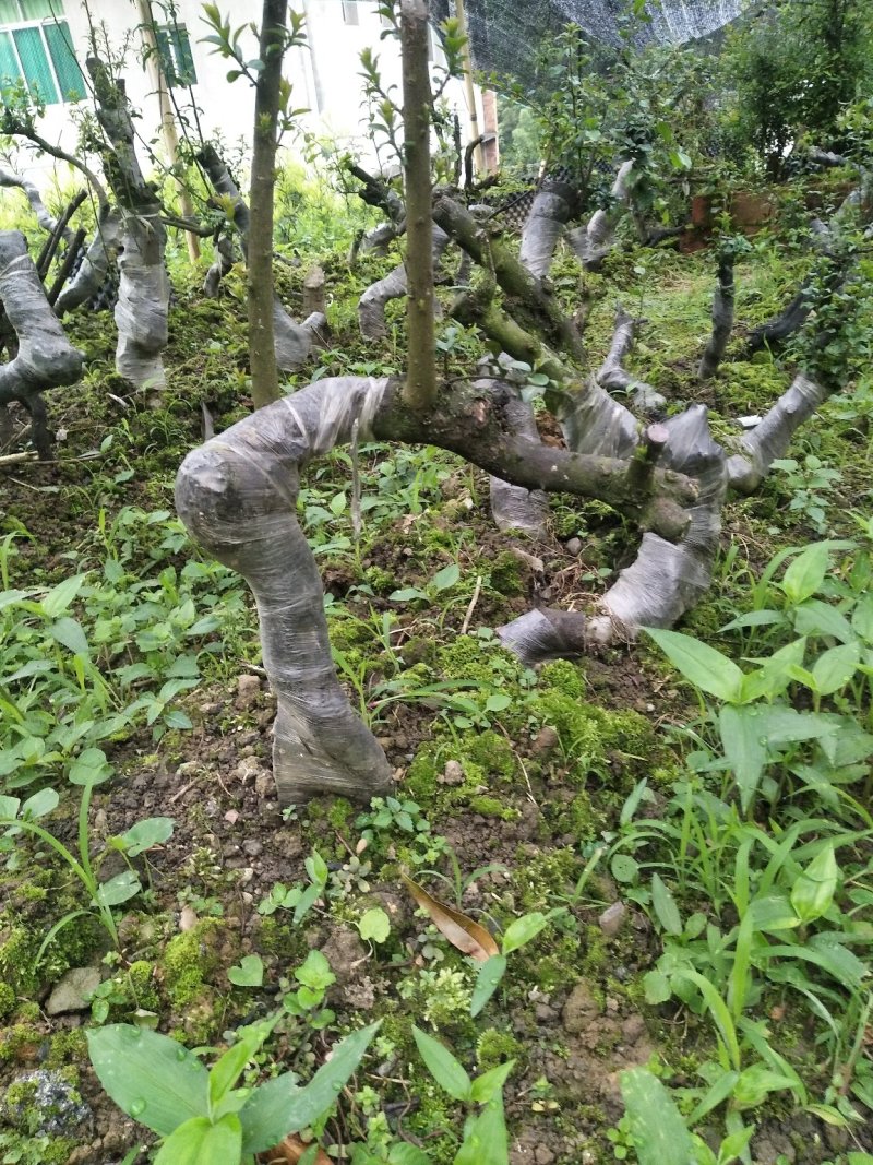 金弹子