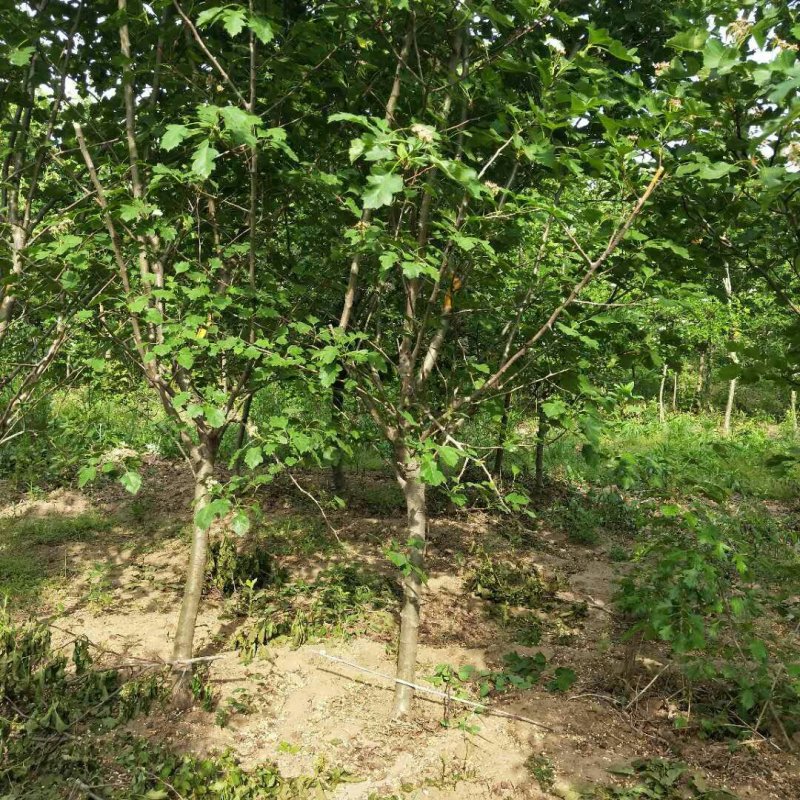 山楂，山楂树，泰安山楂树批发价格，青藤农业