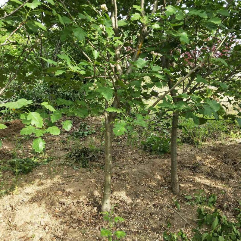 山楂，山楂树，泰安山楂树批发价格，青藤农业