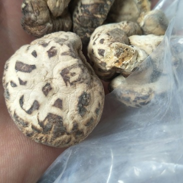 食用菌干货花菇