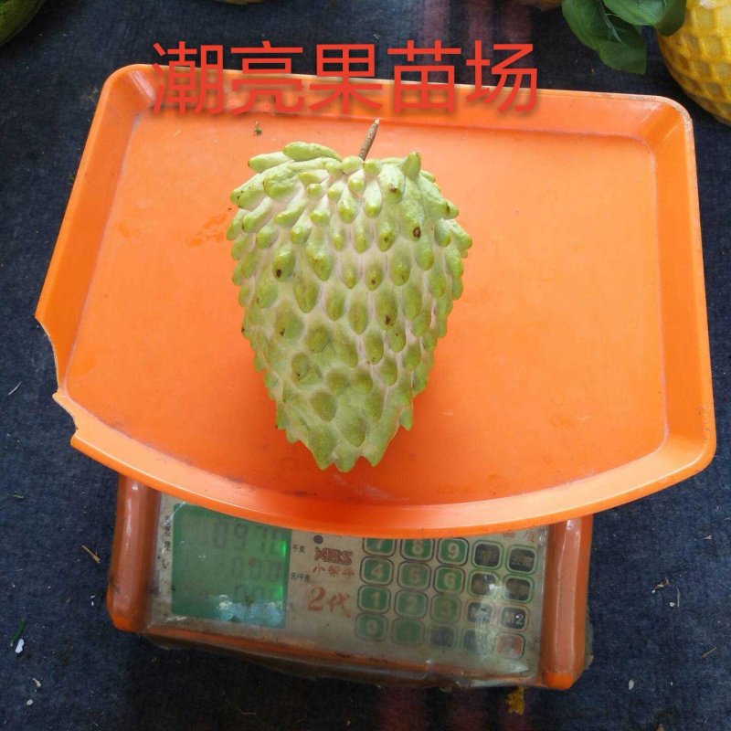 自家苗场的凤梨释迦新苗，嫁接口以上20至30公分