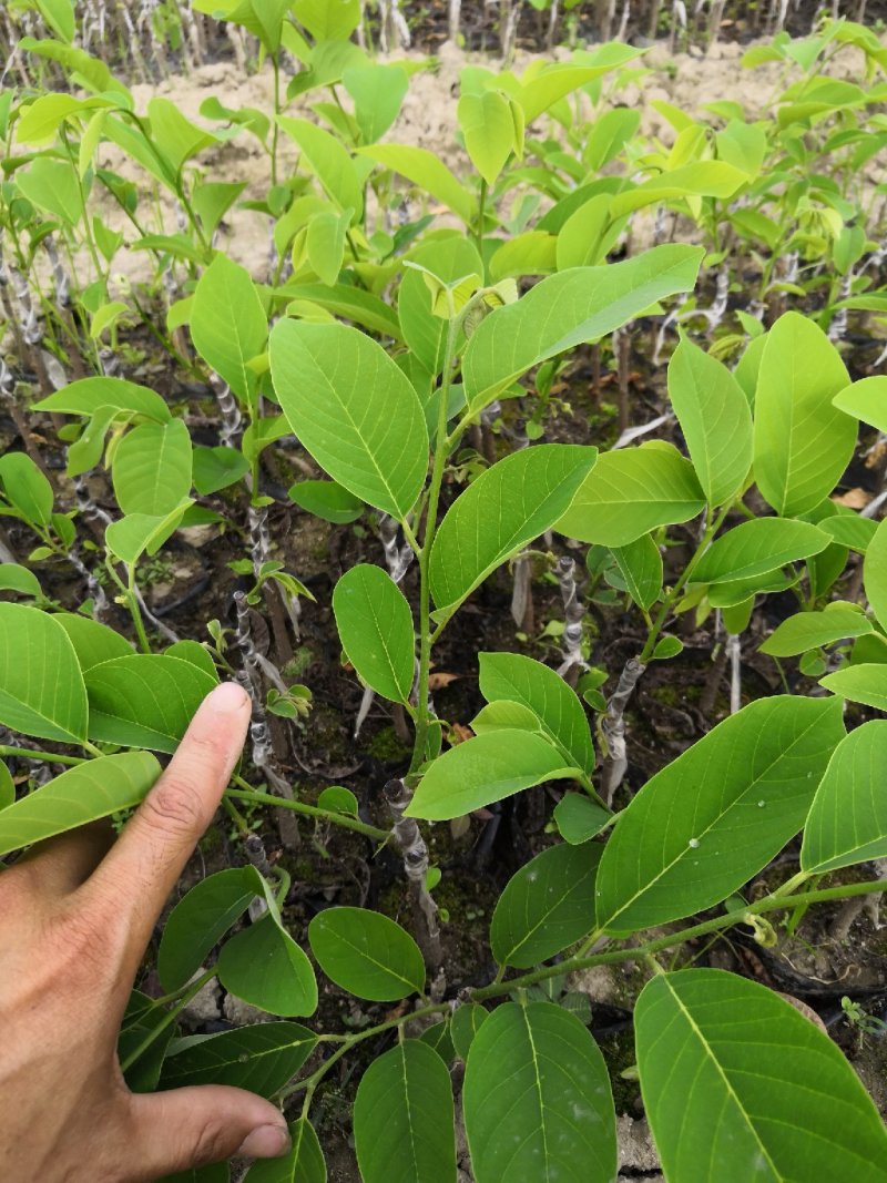 自家苗场的凤梨释迦新苗，嫁接口以上20至30公分