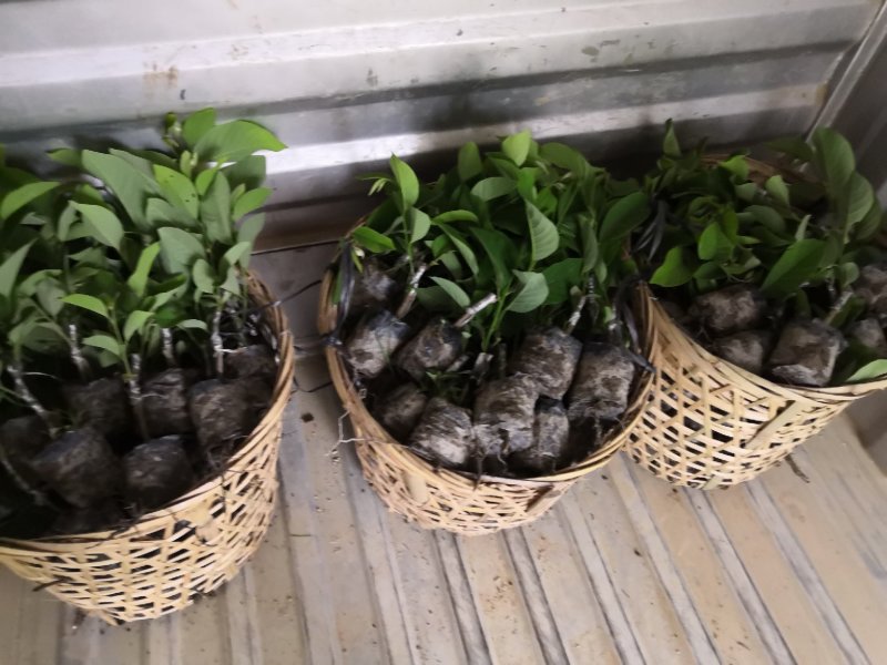 自家苗场的凤梨释迦新苗，嫁接口以上20至30公分