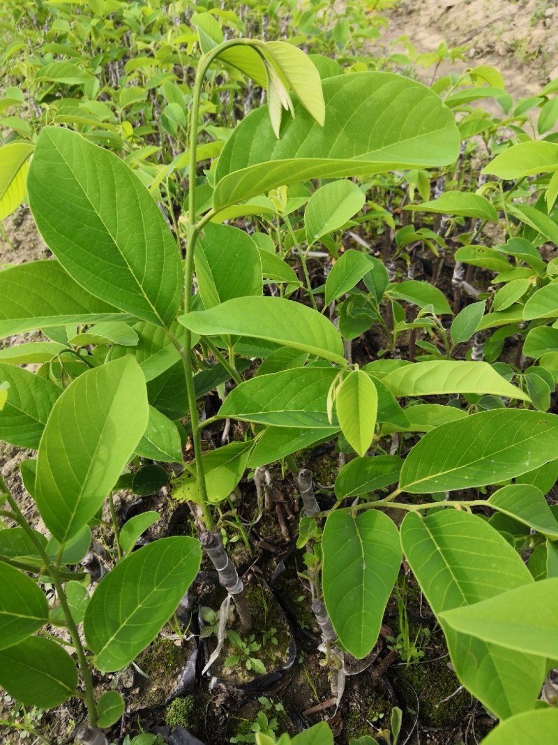 自家苗场的凤梨释迦新苗，嫁接口以上20至30公分