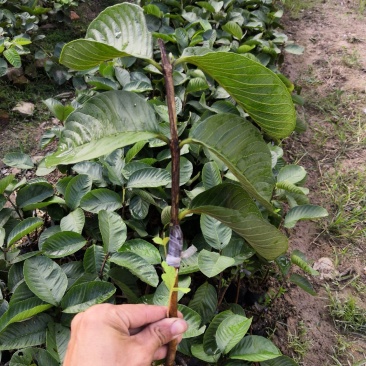 自家苗嫁接的红宝石无籽芭乐苗