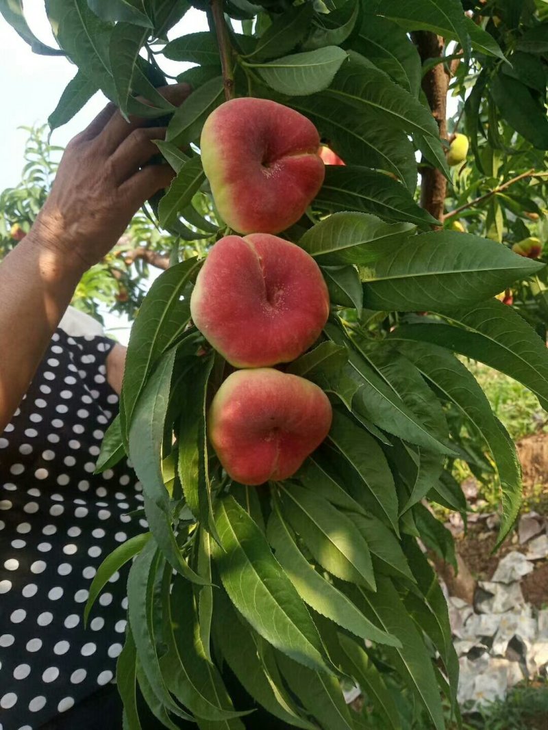 蟠桃