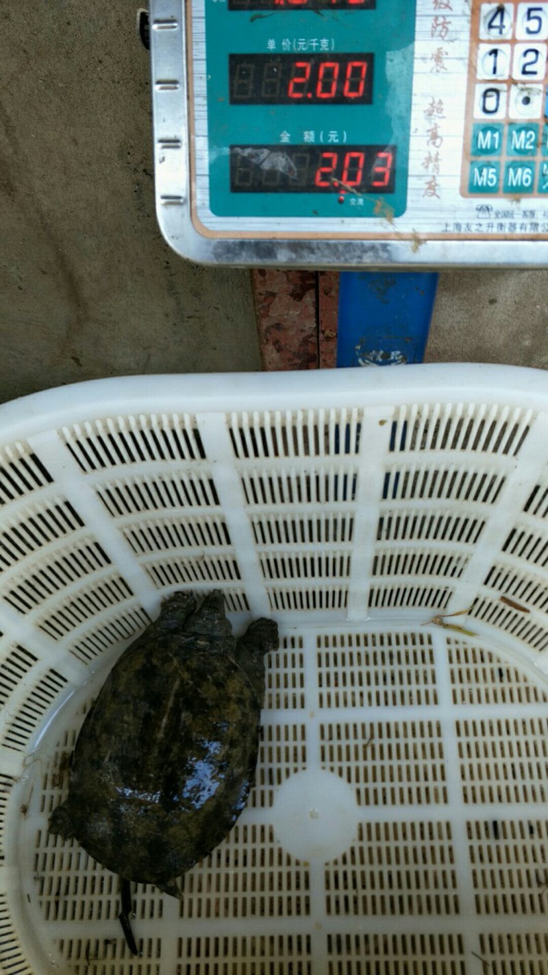 龟鳖类