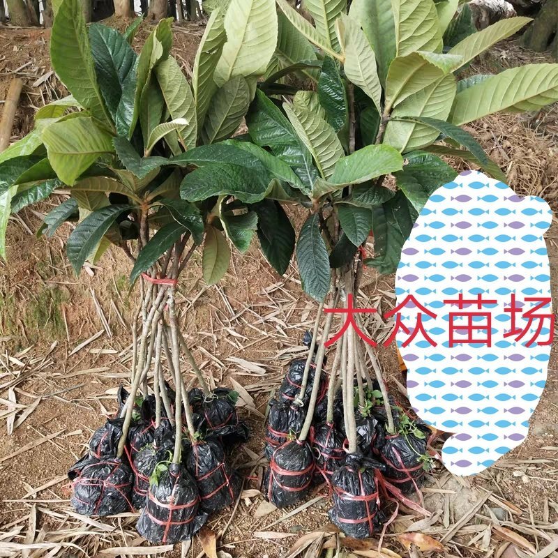 枇杷树苗大五星枇杷苗嫁接苗正宗品种可盆栽地栽当年结果