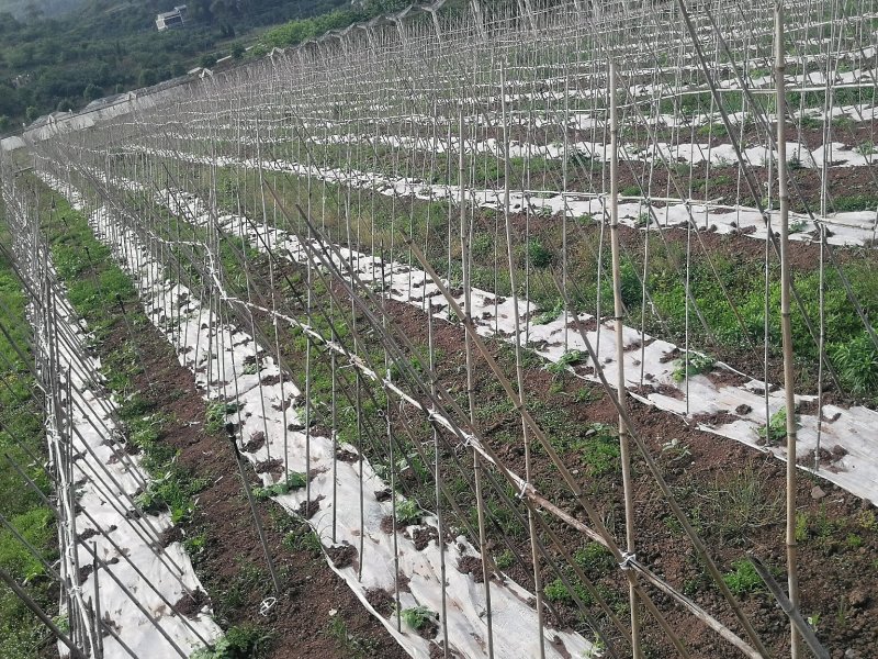 苹果苦瓜，可以生吃的水果苦瓜，招合作伙伴，需要的联系我